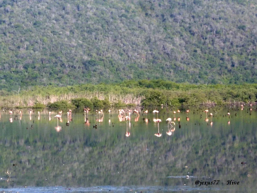 Manglar.3.JPG