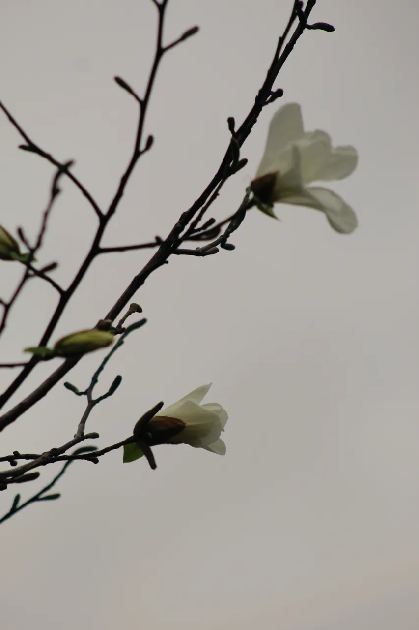 IMG_1819.jpeg