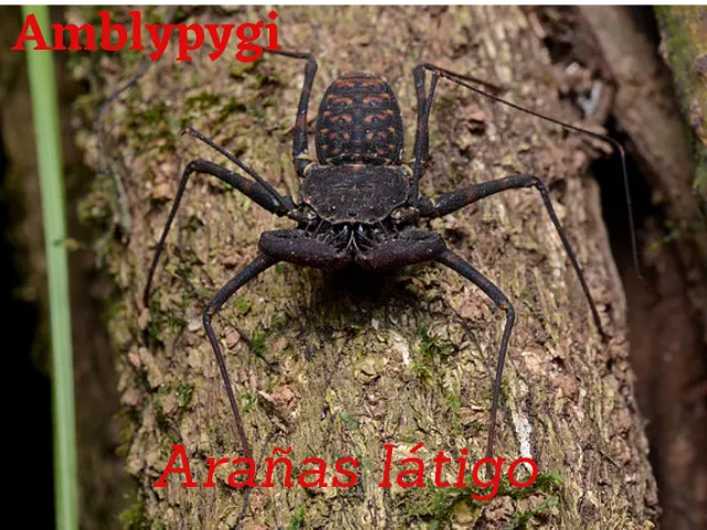 Amplypygi.png