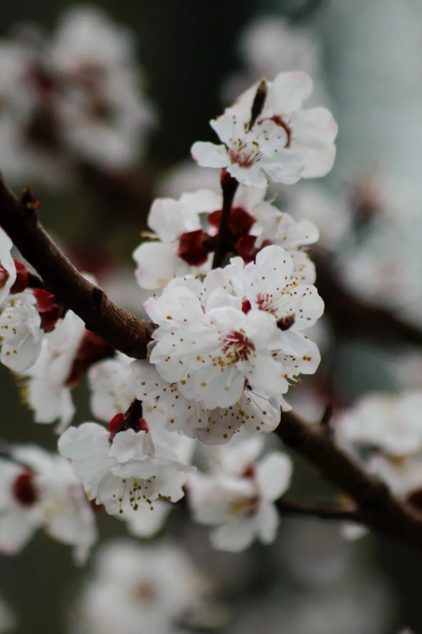 IMG_1727.jpeg