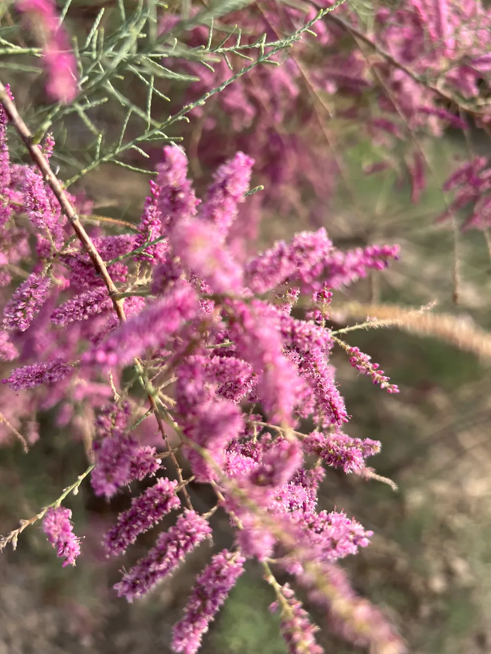 IMG_2135.jpeg