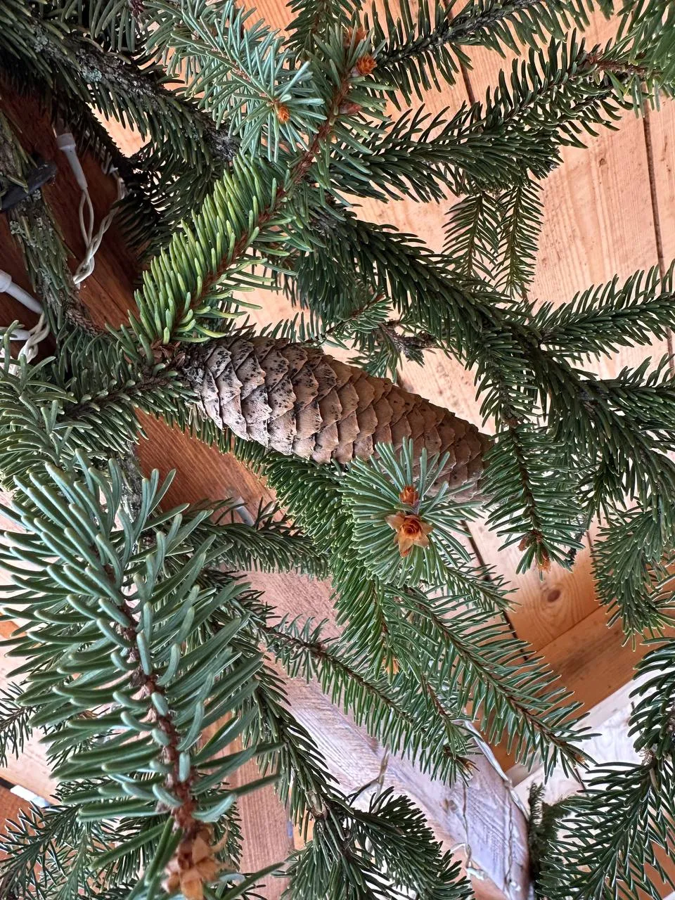 IMG_0510.jpeg