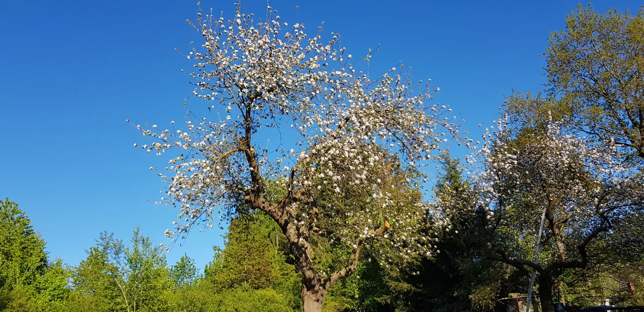 Apfelbaum.jpg