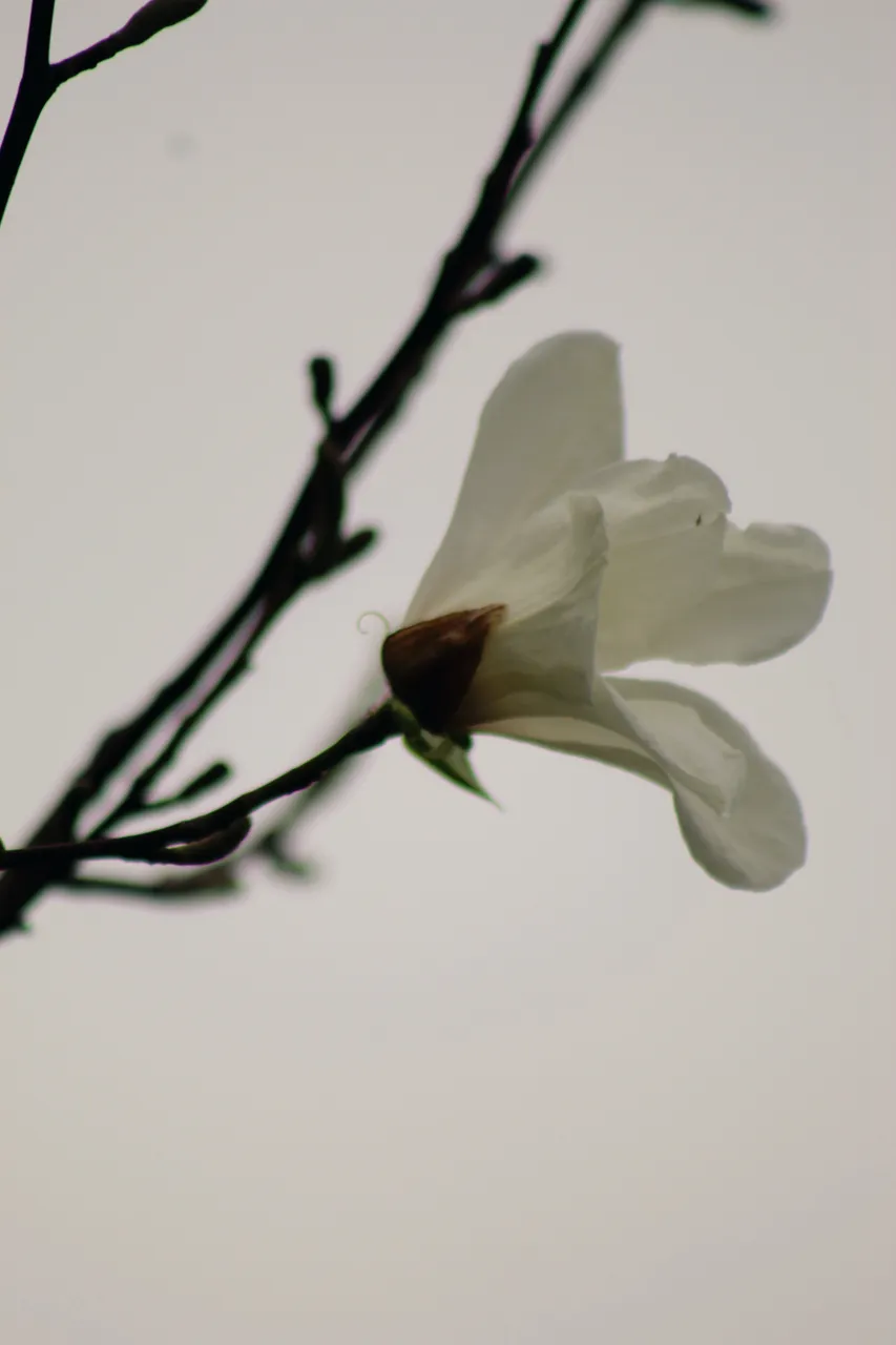IMG_1821.jpeg