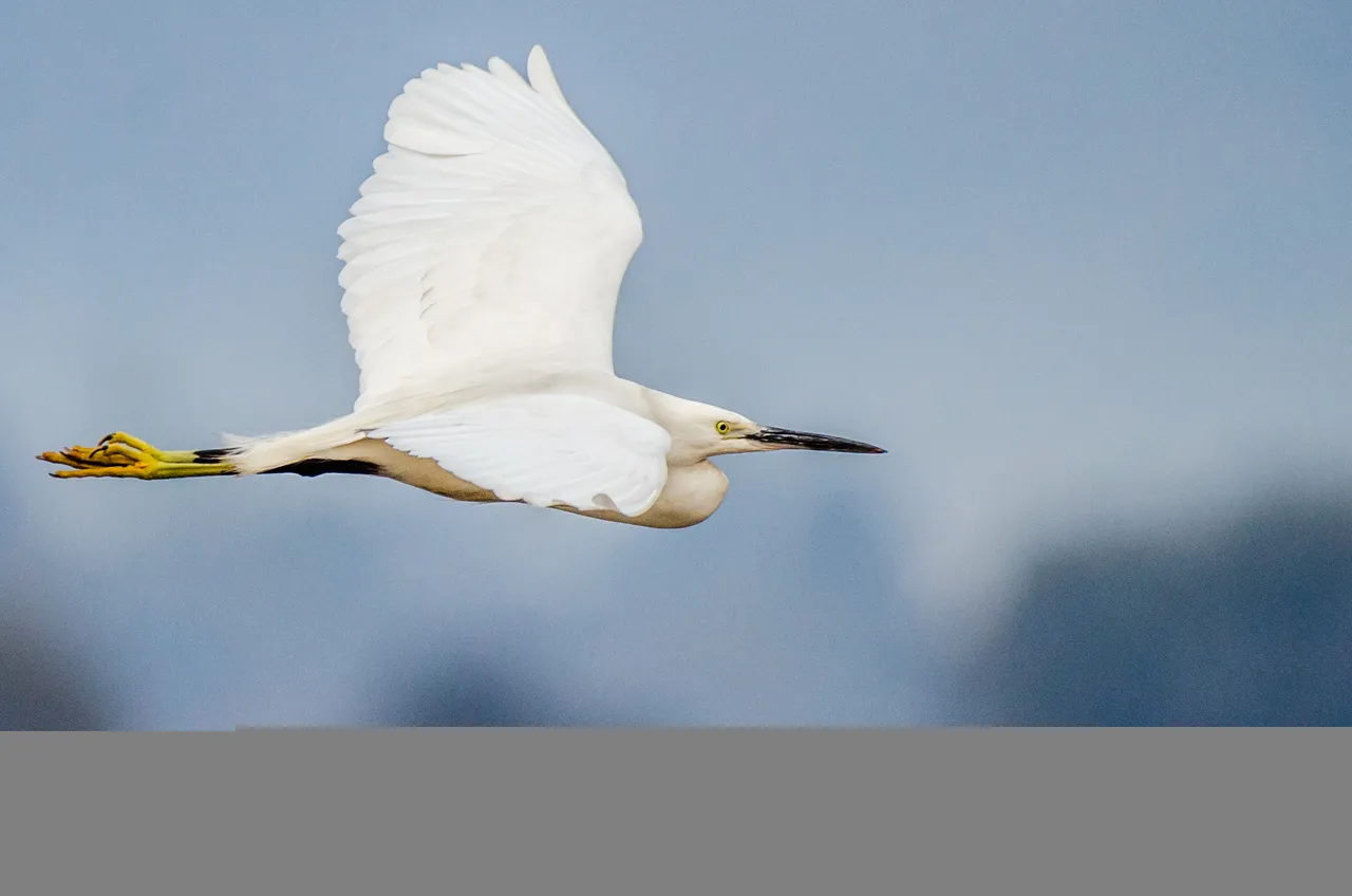 Bird 19.jpg