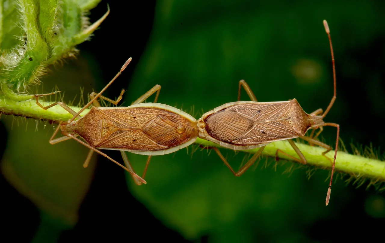 bug (1).jpg