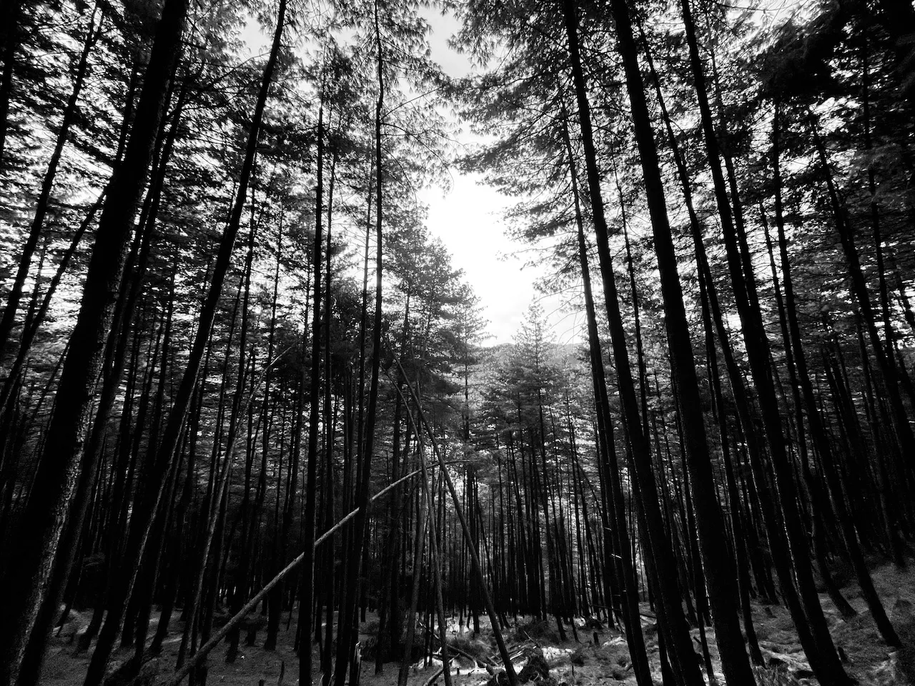 IMG_8935.jpeg