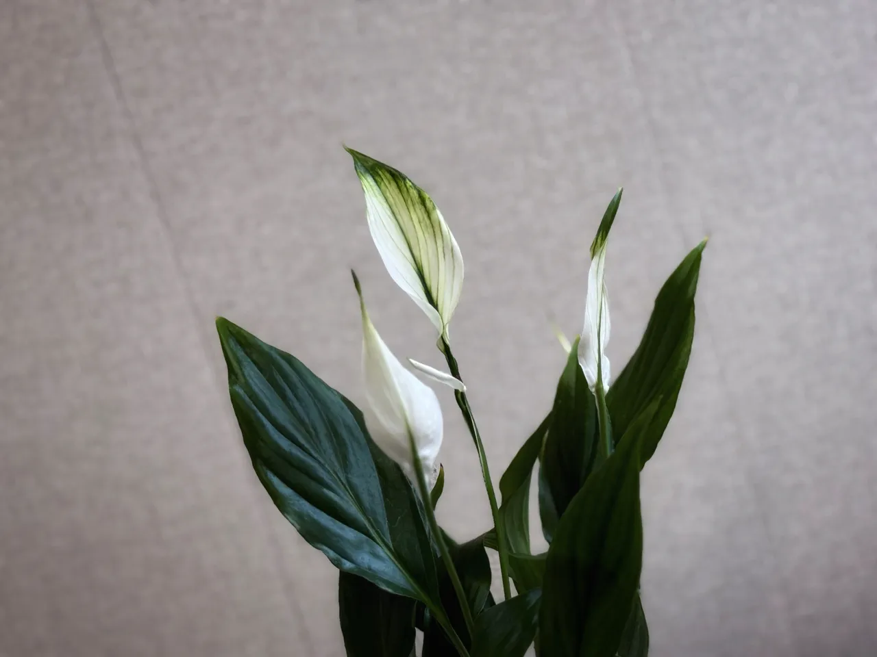 IMG_8879.jpeg