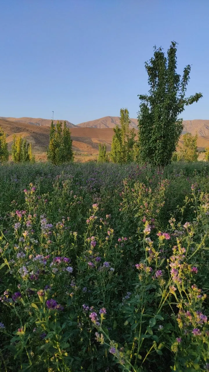IMG_6680.jpeg