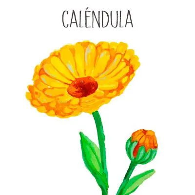 calendula.jpg