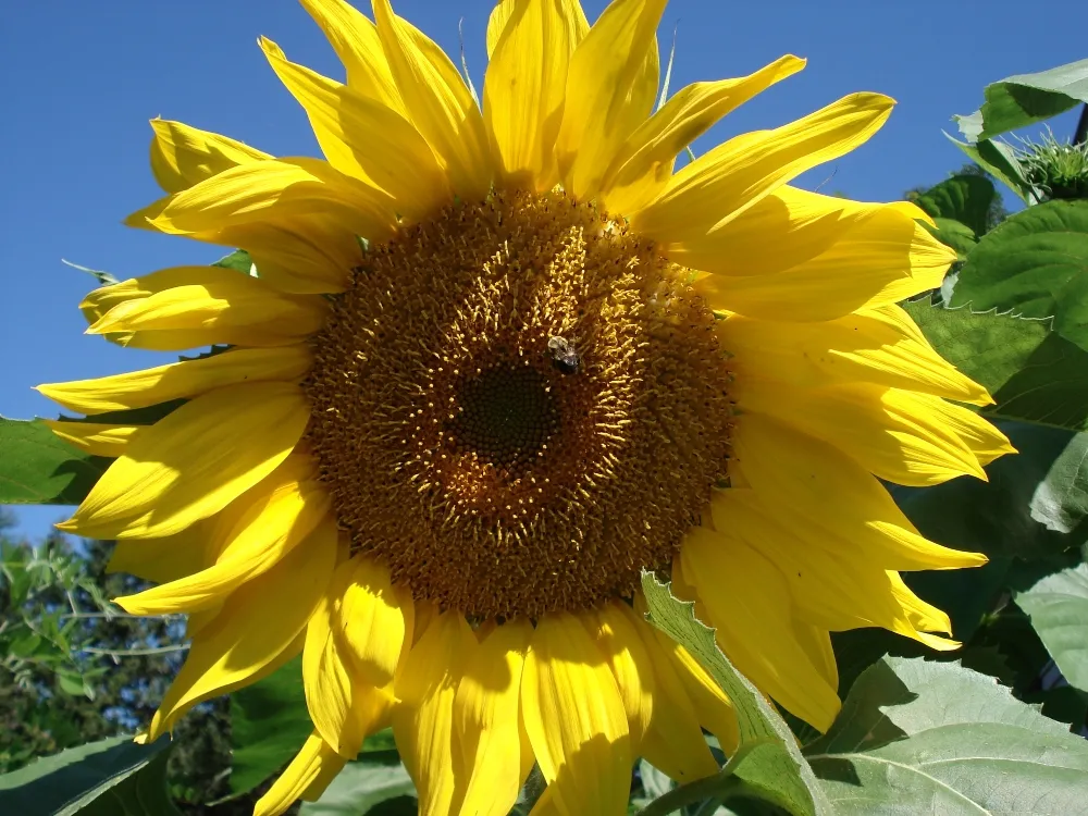 sunflower.jpg