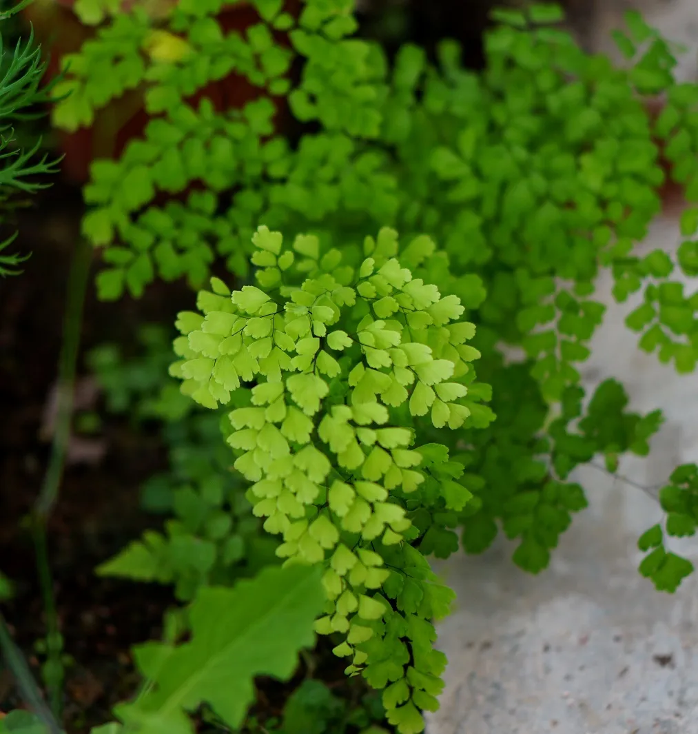 DSC02949b.jpg
