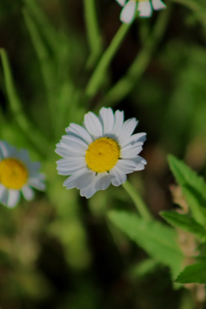 IMG_2933.jpeg