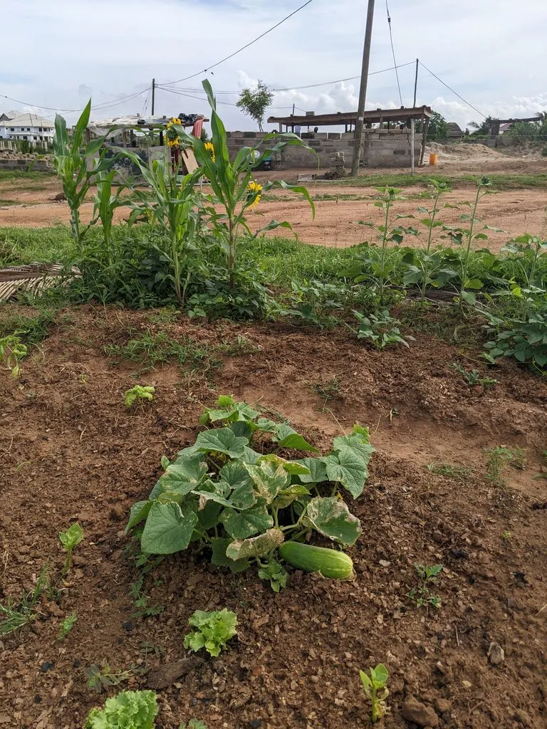Farm 18.jpg