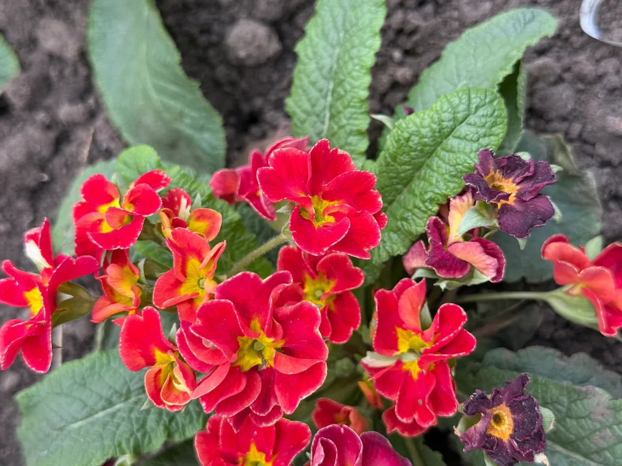 IMG_1406.jpeg