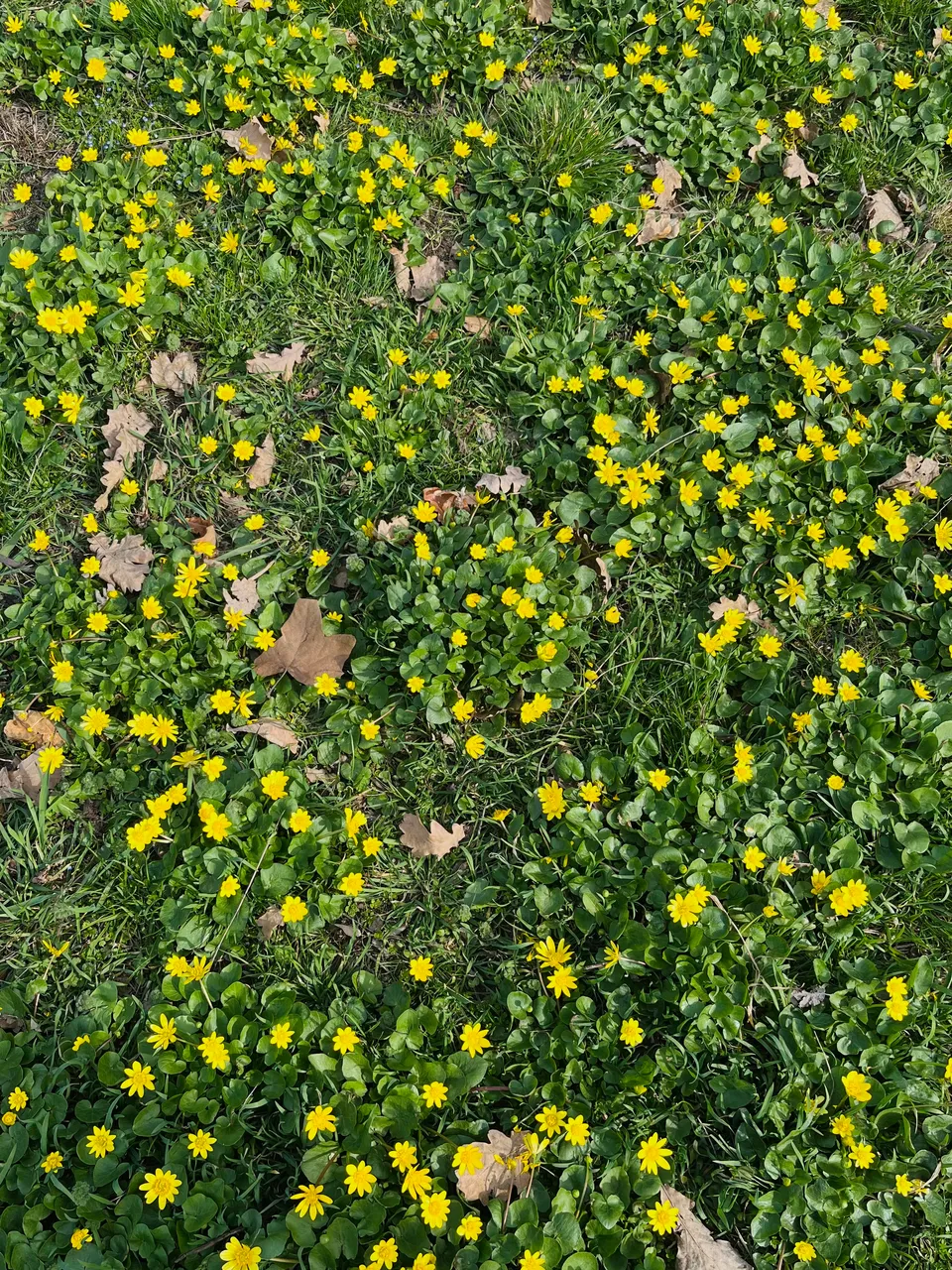 IMG_1699.jpeg