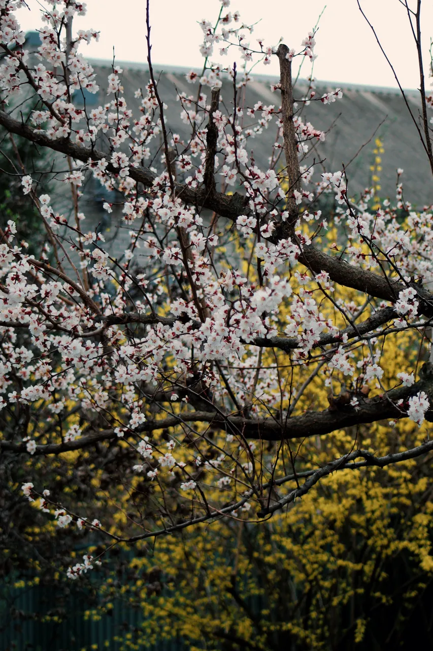 IMG_1735.jpeg