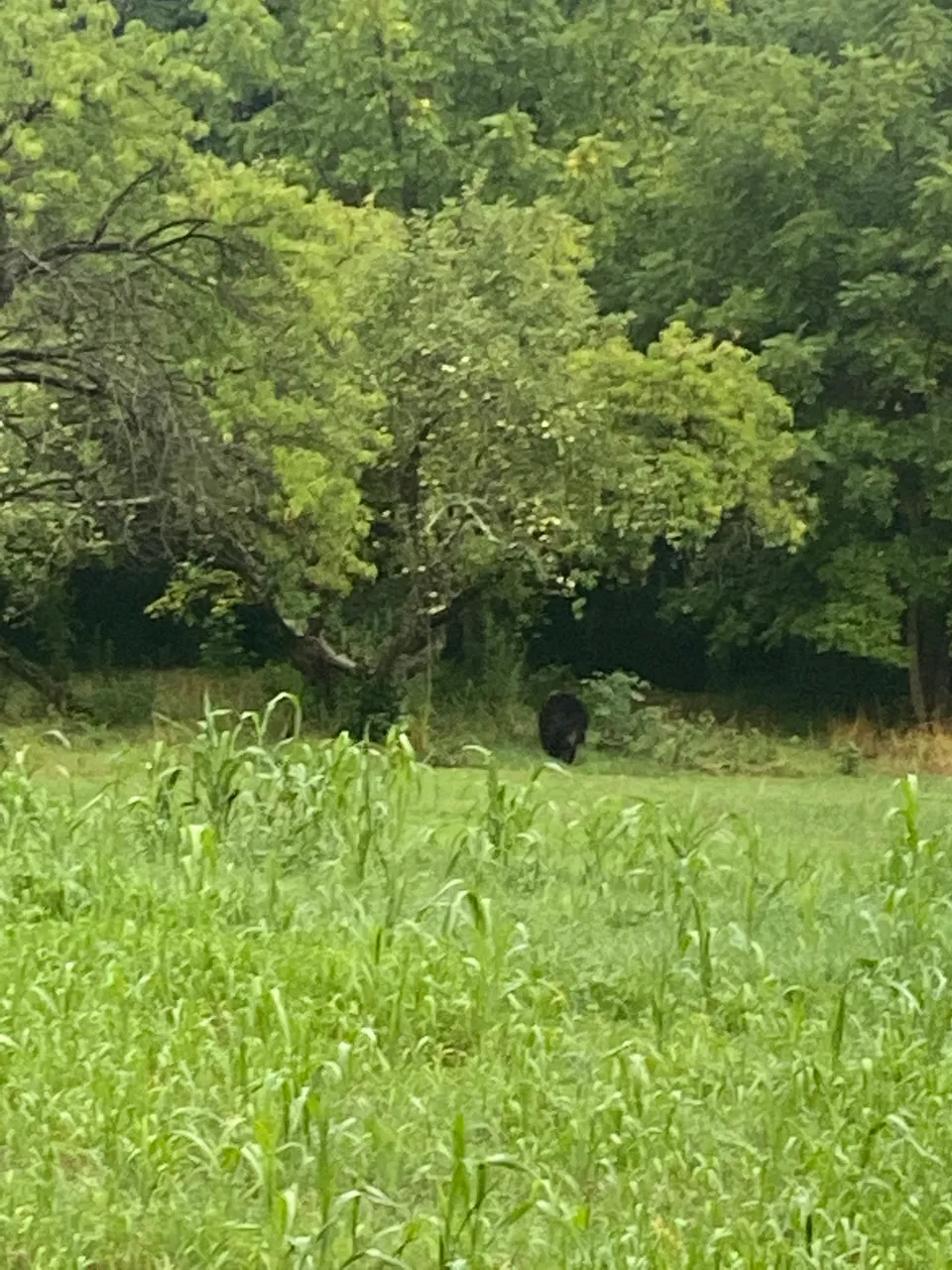 IMG_2084.jpeg
