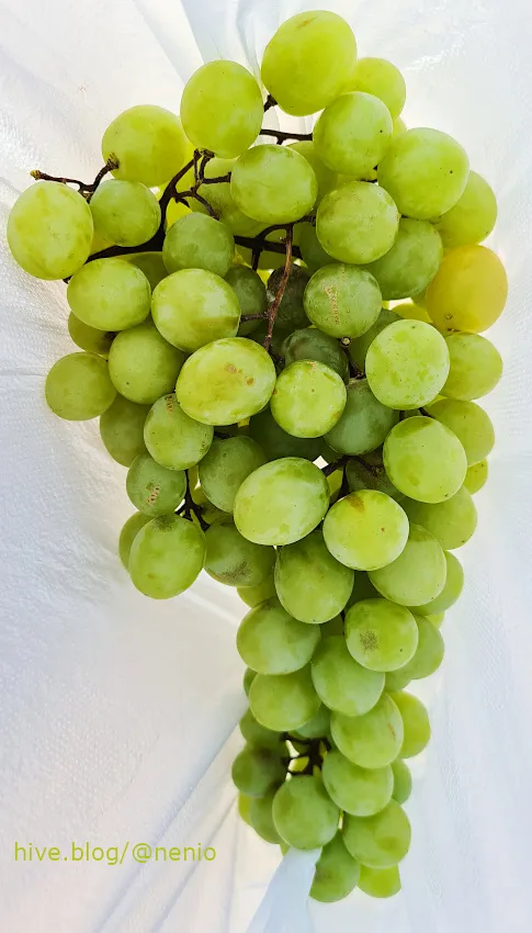 grapes-01.jpg