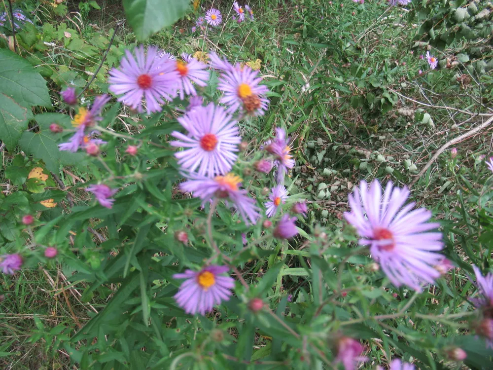 IMG_1522s.JPG