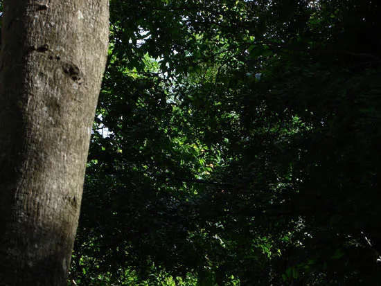arbol-550.jpg