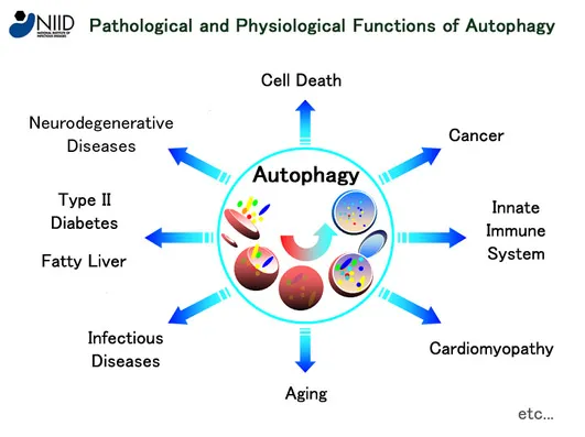 autophagy.jpg