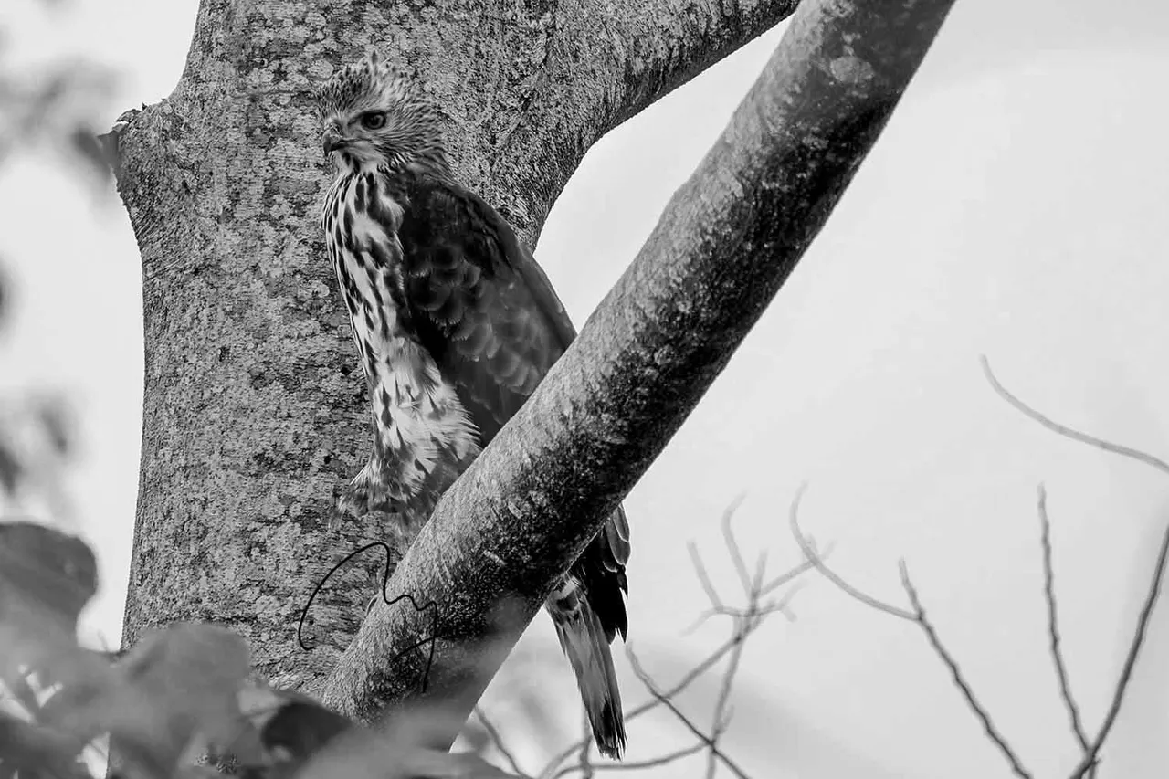 IMG_1839+.jpg