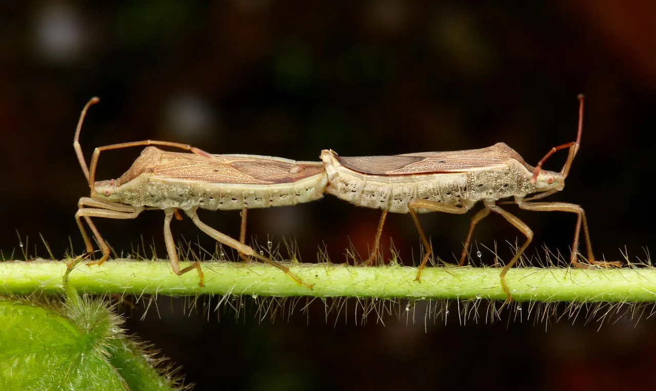 bug (2).jpg