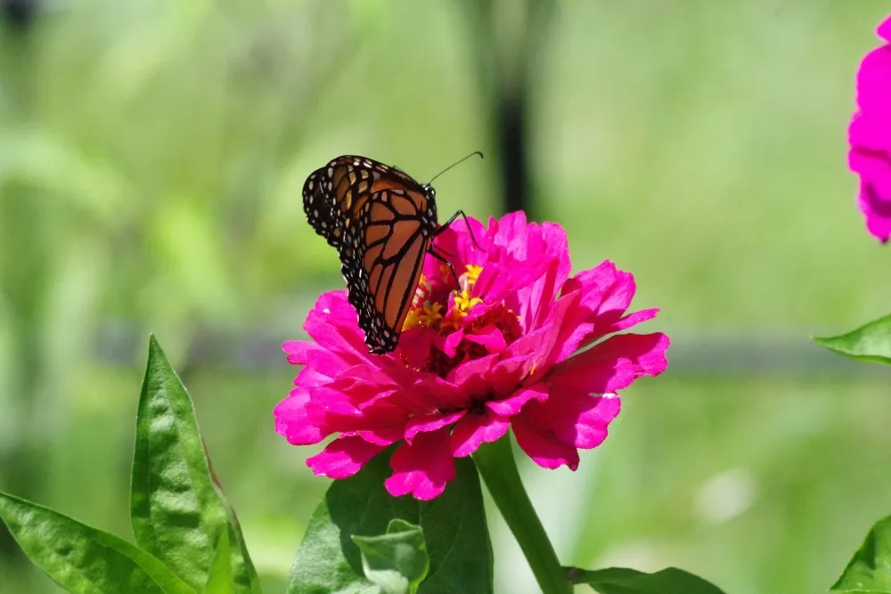 butterfly.jpg