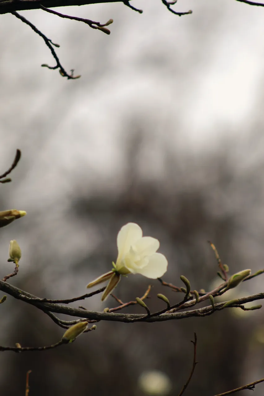 IMG_1804.jpeg
