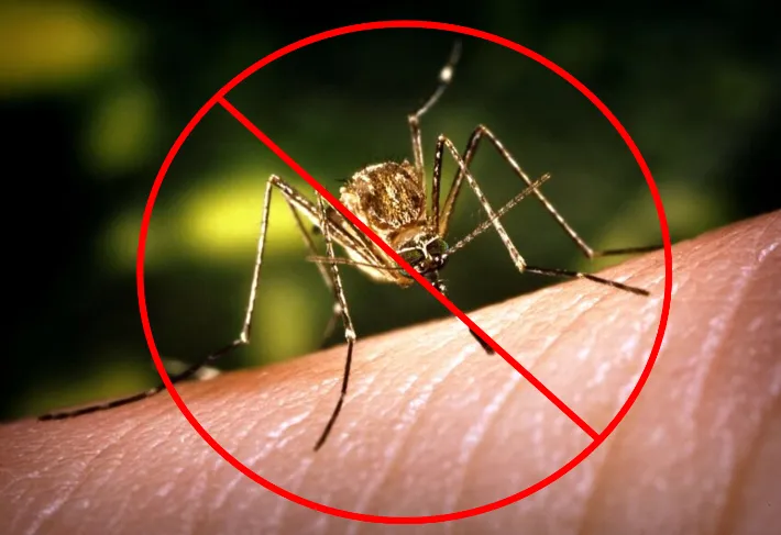 mosquito1.png