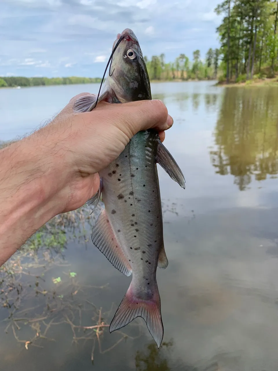 catfish1.jpeg