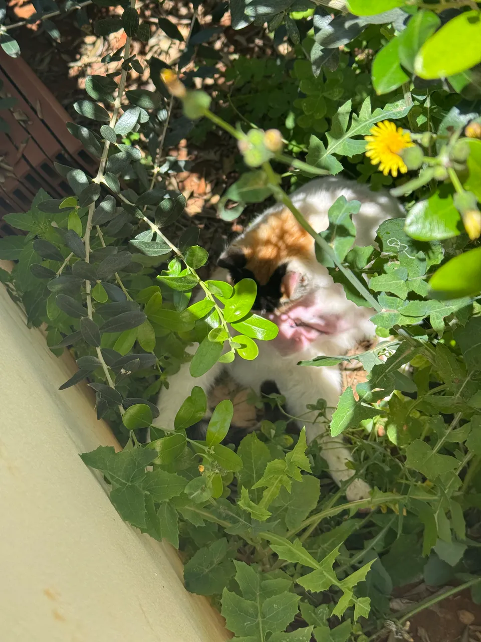 IMG_5853.jpeg