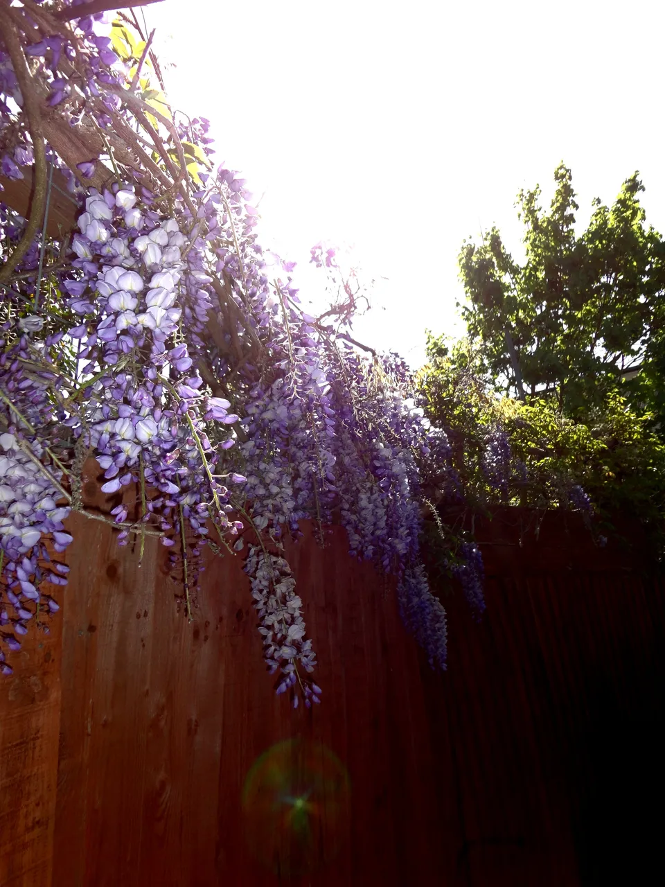 wisteria2.JPG