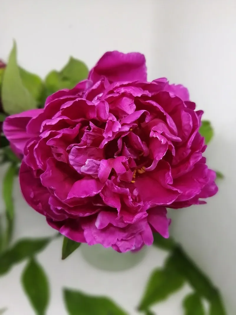 peony 2.jpg