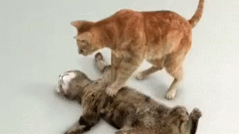 tenor (8).gif