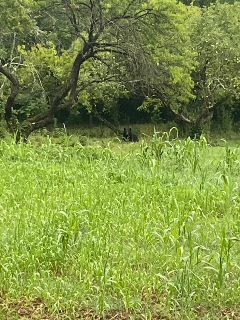 IMG_2082.jpeg