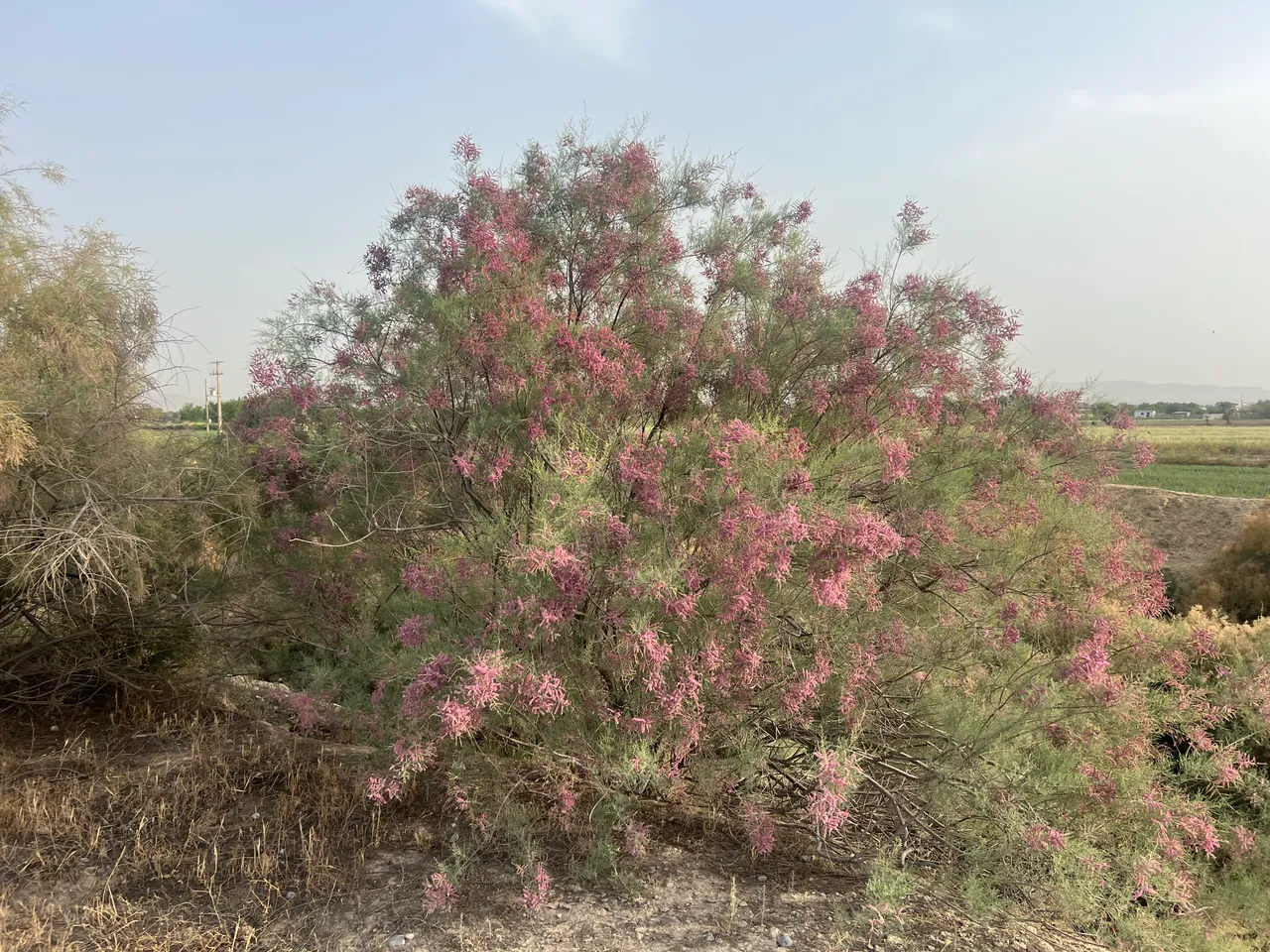 IMG_2134.jpeg