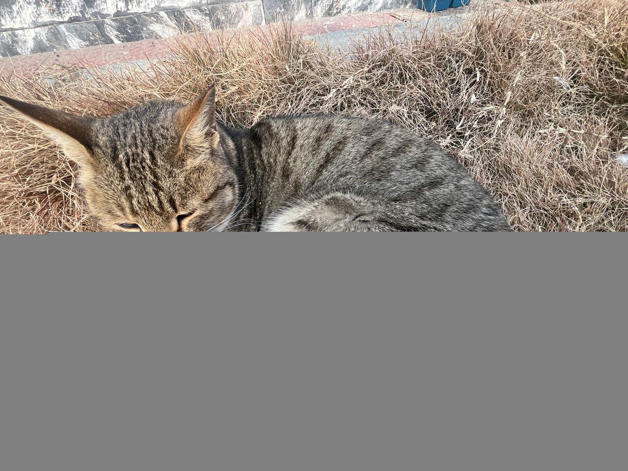 IMG_6327.jpeg
