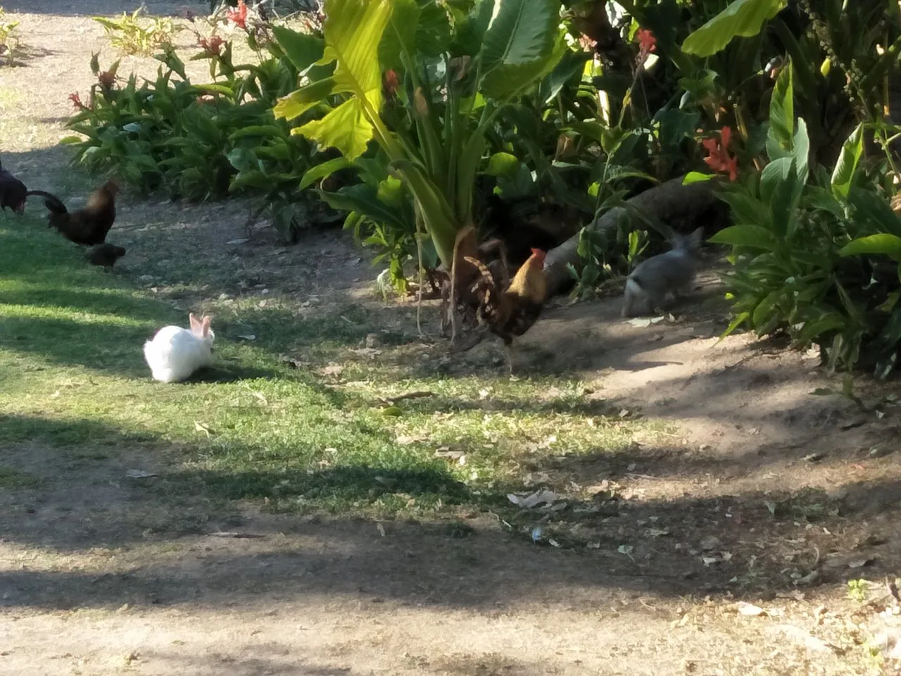 rabbit a.jpg