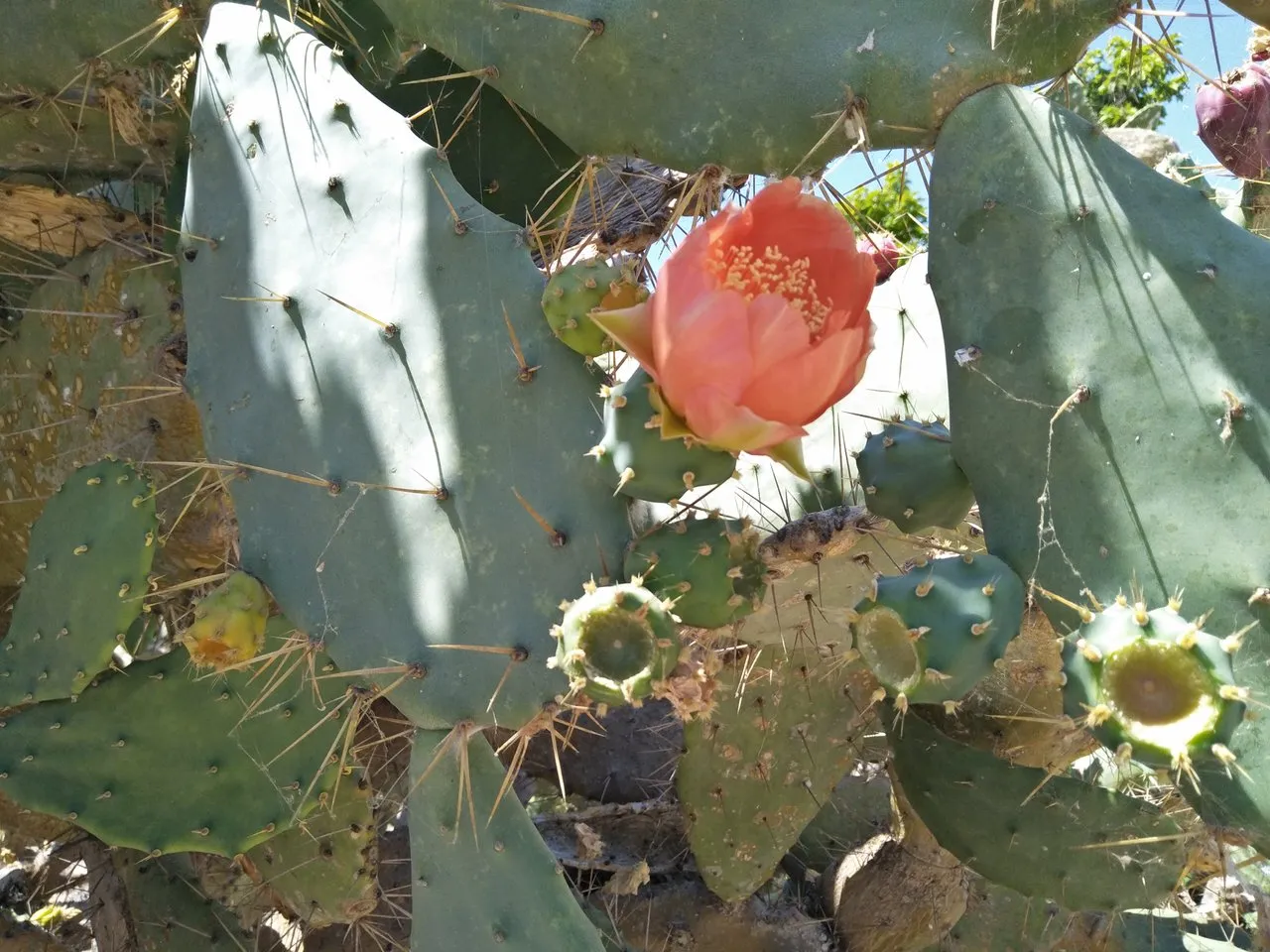 cactus 2.jpg