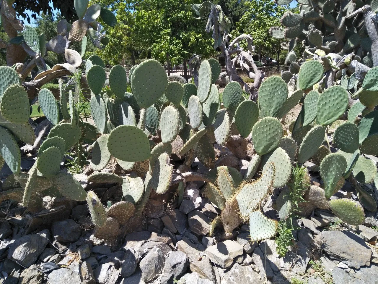 cactus 1.jpg