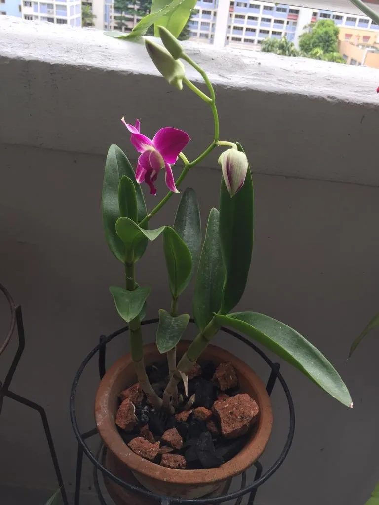 bloom 1.jpeg