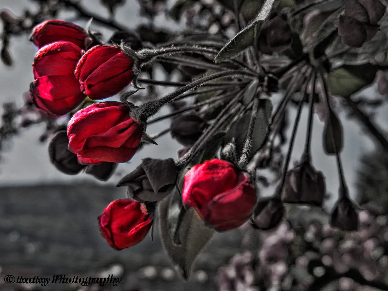 IMG_1584-1.jpg