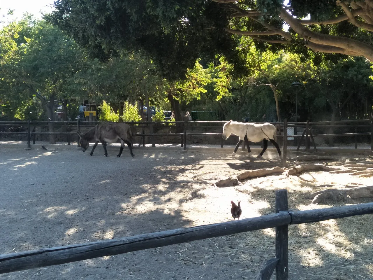 donkey c.jpg