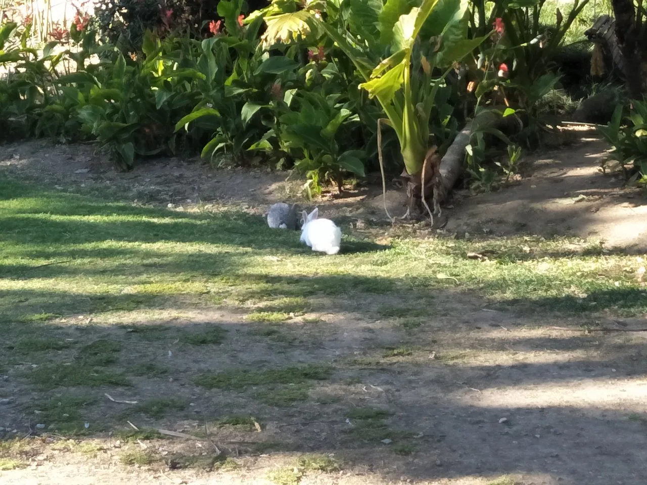 rabbit b.jpg