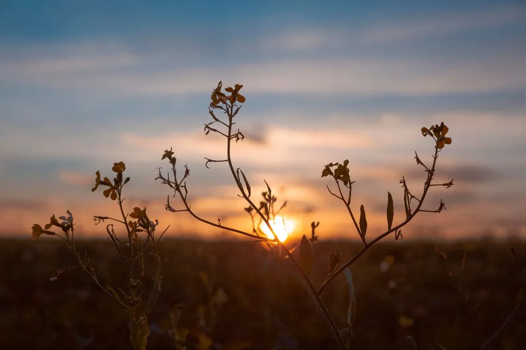 beautiful-view-morning-light_23-2148851769.jpg