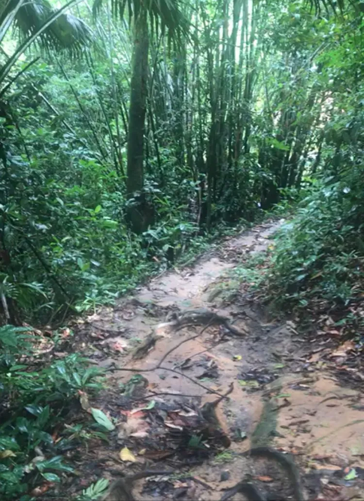 the jungle way 🕷️