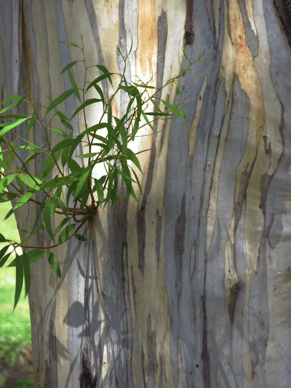 Eucalyptus Blue Gum Tree