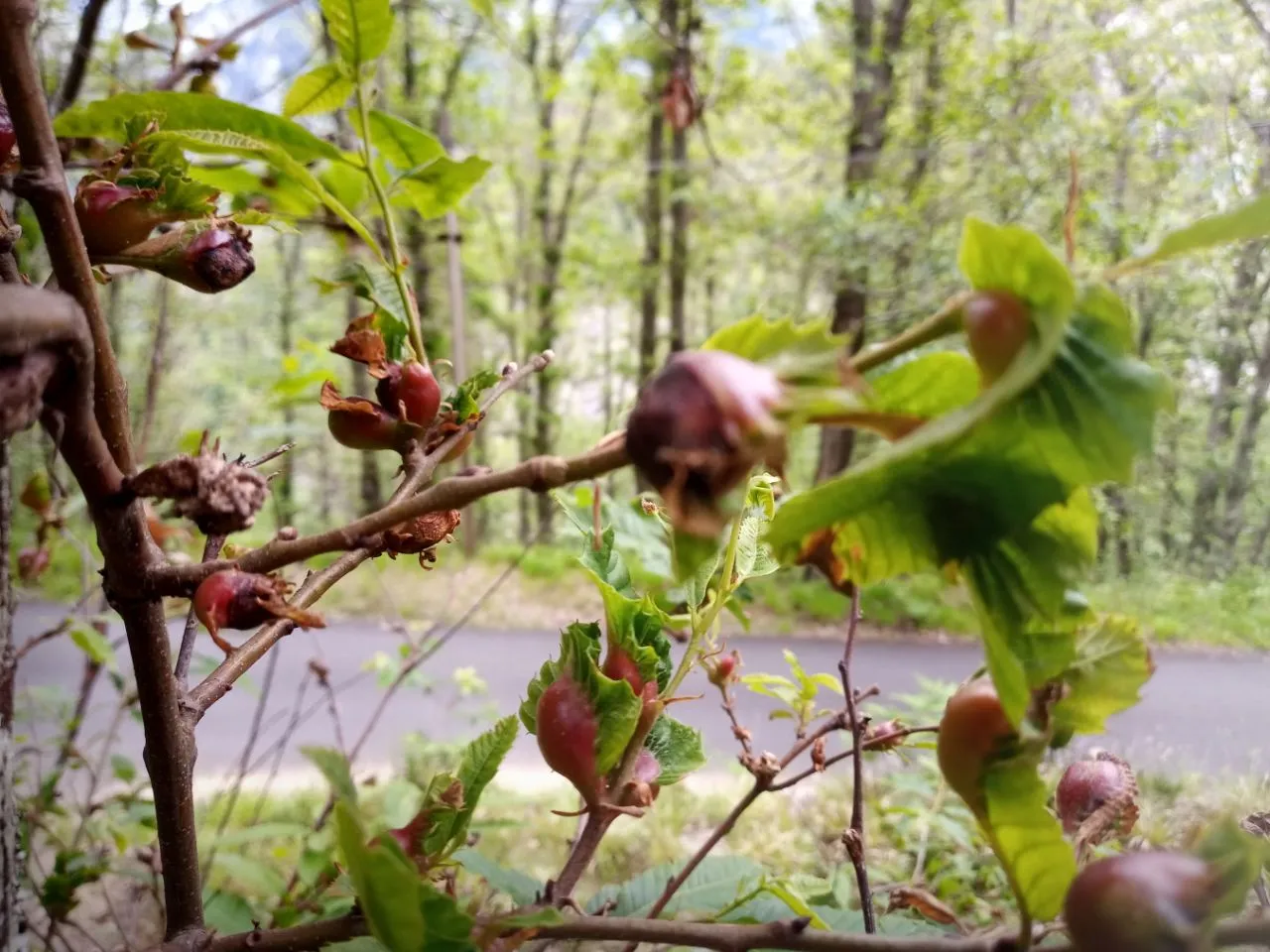 Galls on Chestnut Tree's Branches